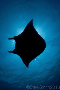 Manta from Komodo by Stew Smith 